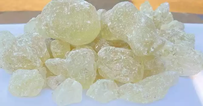 Gum Damar CDX